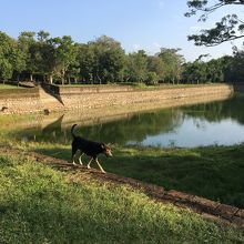 のどかでたくさんの動物がいる