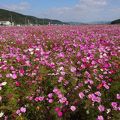 道の駅みつと馬場地区のコスモス畑