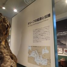 オリーブについていろんなことがわかります。