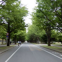 夏のイチョウ並木