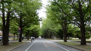 （再訪）夏は緑のトンネル