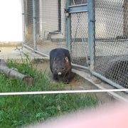 姉妹都市の関係でオーストラリアの動物が多いです