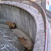 大小様々な動物がいて無料とは思えないボリューム