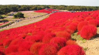 コキアの時期は大変な混雑！