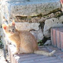 古代遺跡在住の猫ファミリー