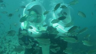 海底ウォークやパラセーリングが楽しめます。