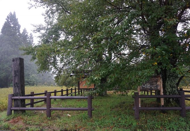 縄文前期の遺跡で、地元ではパワースポット