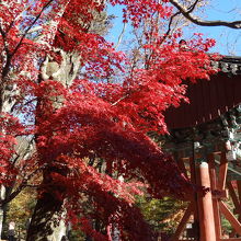 燃えるような紅葉