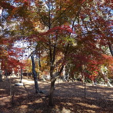 参道は紅葉に包まれます