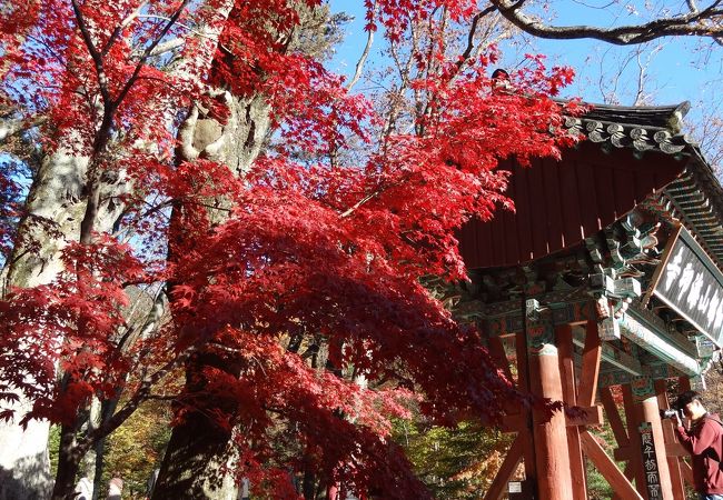 紅葉が見事な参道