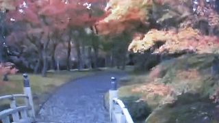 庭園の紅葉を観賞