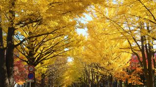 黄葉&黄葉のイチョウ並木