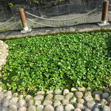 布袋草　悪魔草と呼ばれ、枯れると、水を汚し、悪臭を放ちます