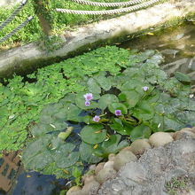 水生植物