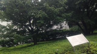 この珍しい木の花をぜひとも見てみたいと思いました。