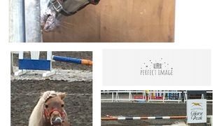 たくさんの馬と触れ合えます