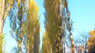 黄葉と薄緑葉のポプラ並木でした