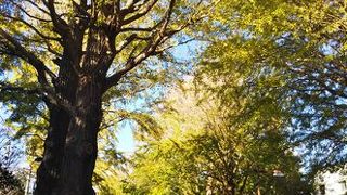 紅葉してなかった