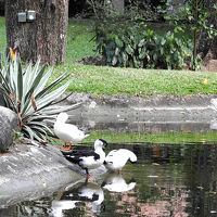 近くに有った池にいた水鳥