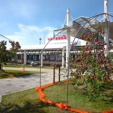 実る林檎が旅情を誘いますね！