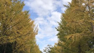 ひろーい公園です