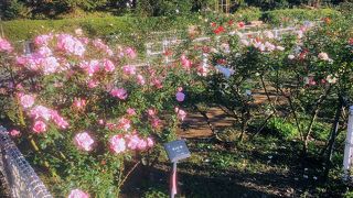 秋は菊花展と秋バラが素敵です