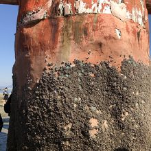 フジツボがびっしり