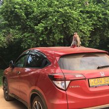 猿がいるので注意