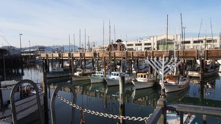 アシカがたくさん