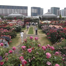 街の中のローズガーデンはオアシスのよう