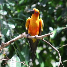 コガネメキシコインコ