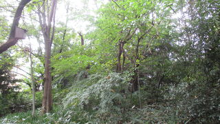 貴重な緑を感じました。