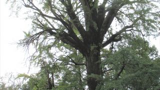 この木はオスだそうです。