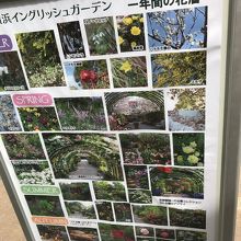 四季の花々の種類