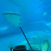 ワクワクが止まらない！美ら海水族館の大水槽隣接カフェ