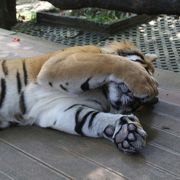 タイガー キングダム チェンマイ クチコミ アクセス 営業時間 チェンマイ フォートラベル