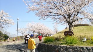飛行機がすぐそこに！　さくらの山だから、桜も咲けば満足度は2倍に