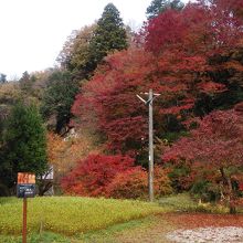 庭園内の見事な紅葉です