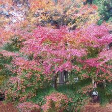 庭園内にある珍しい違う種類の紅葉があります