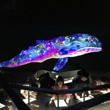 壁を泳ぐクジラ