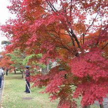 乾通りのモミジの赤がきれい