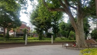 プラタナスの木の存在感