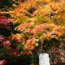 山を下りれば、またすばらしい紅葉。