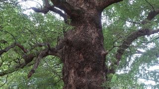 幹回り8m、樹齢600年