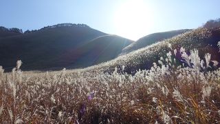 関西の秋といえば必ず名前があがります