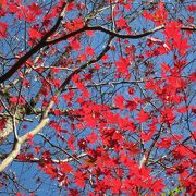 由緒あるお寺・大寧寺の紅葉