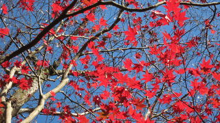 由緒あるお寺・大寧寺の紅葉