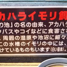 イモリを飼育中