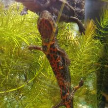 アカハライモリ