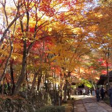 金剛輪寺の紅葉